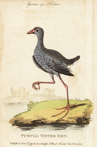Gråhodet sumphen, Porphyrio poliocephalus av George (after) Edwards