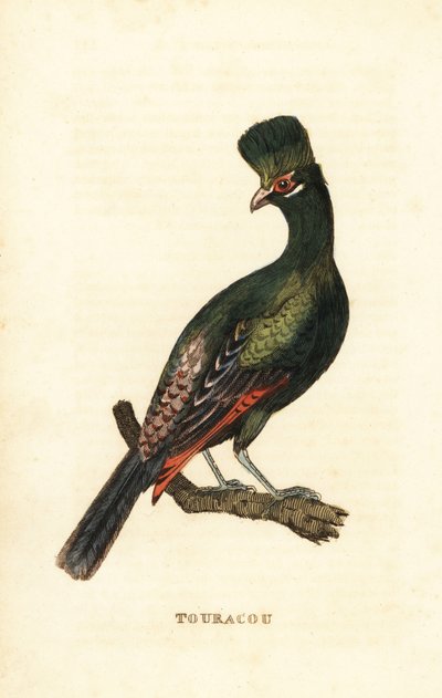 Guinea turaco eller grønn turaco, Tauraco persa av George (after) Edwards
