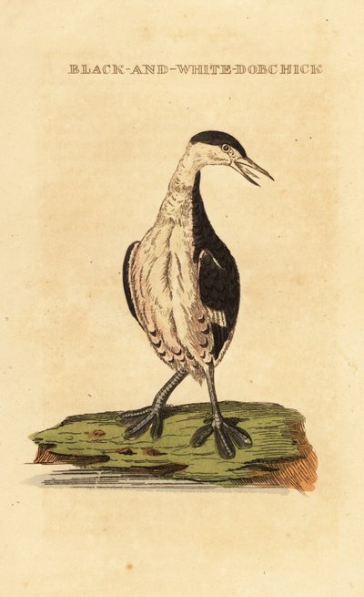 Horndykker, ung, Podiceps auritus av George (after) Edwards