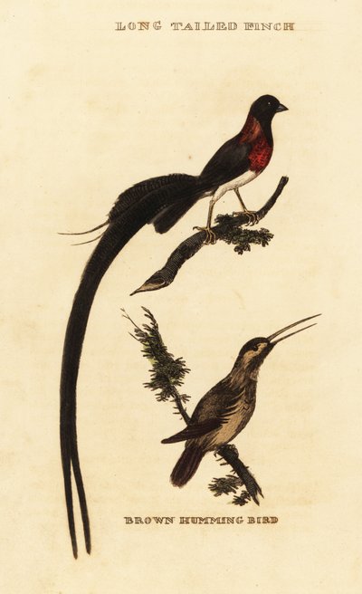 Langhaleparadis whydah, Vidua paradisaea og rødbrun kolibri, Selasphorus rufus av George (after) Edwards