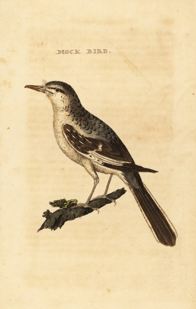 Nordlig spottfugl, Mimus polyglottos av George (after) Edwards