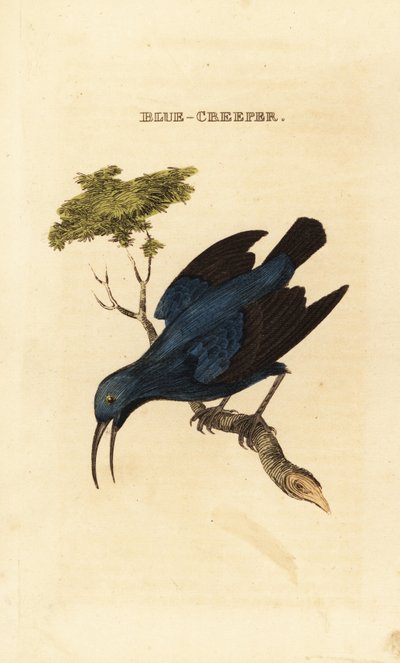 Lilla honningkryper, Cyanerpes caeruleus av George (after) Edwards