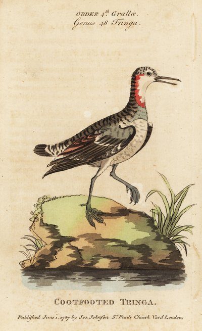 Rødhalset phalarope, Phalaropus lobatus (cootfot tringa, Tringa rufra canadensis) av George (after) Edwards