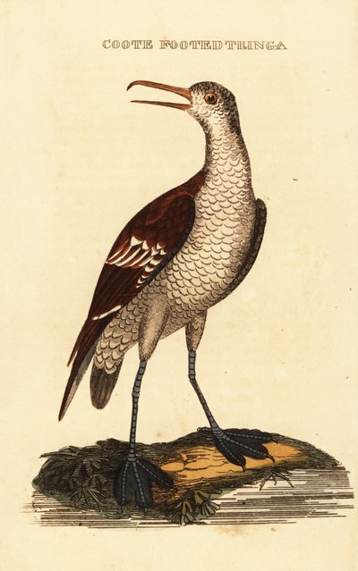 Rødhalset phalarope, Phalaropus lobatus av George (after) Edwards