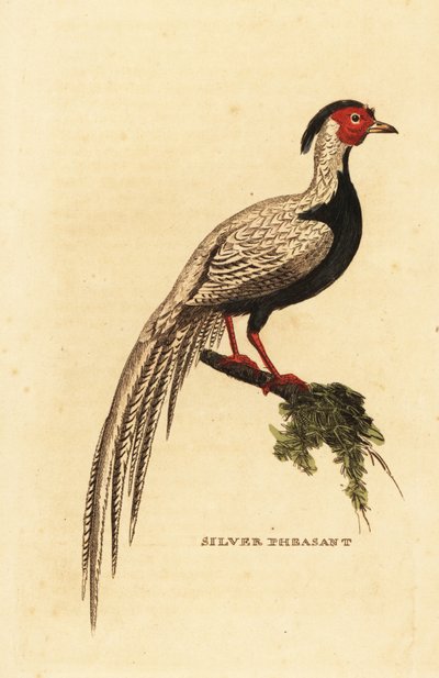 Sølvfasan, Lophura nycthemera av George (after) Edwards