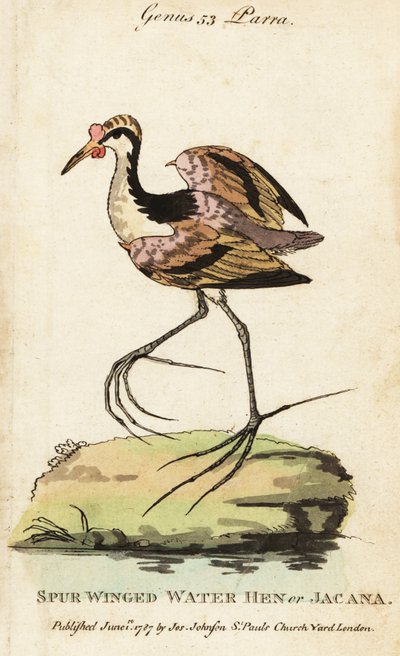 Wattled jacana, Jacana jacana av George (after) Edwards