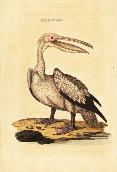 Stor hvit pelikan, Pelecanus onocrotalus av George (after) Shaw
