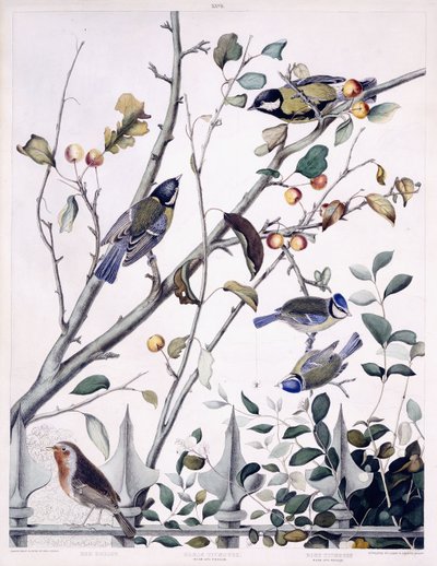 Red Breast (Robin), Great Titmouse (Male and Female) and Blue Titmouse (Male and Female), c.1841 (hand-coloured engraving)   1417781   no       norwegian Successfully Translated  Original: Sheet 3: Trophies of war, from The Triumph of Julius Caesar, 1599., av George (after) Shield