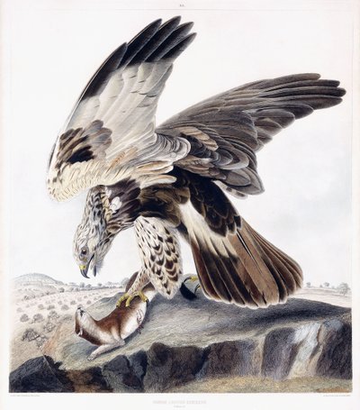 Rough Legged Buzzard (kvinne), ca. 1841 (håndfarget gravering) av George (after) Shield