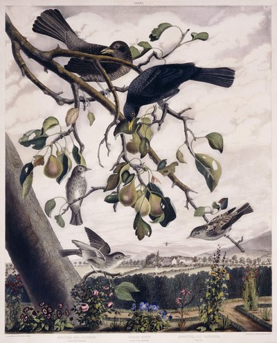 Flekkfluefanger (hann og hunn), svart fugl (hann og hunn) og flekket fluefanger (ung), ca. 1841 (håndfarget gravering) av George (after) Shield