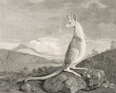  av George (after) Stubbs