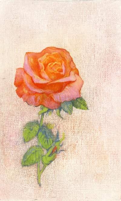 Pale Rose, 1980-tallet (gouache på gessoed hardboard) av George Adamson