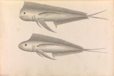  av George Anson