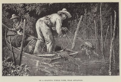 På en skilpaddefarm, nær Annapolis av George Augustus Sala