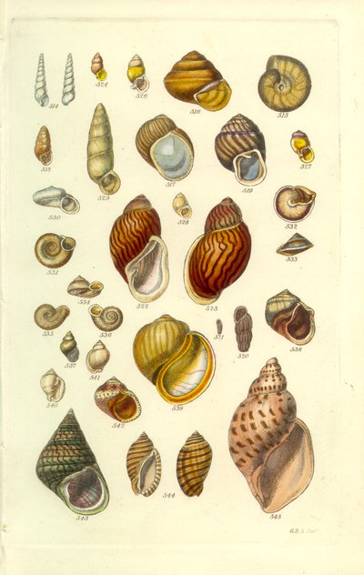 Conchological Manual Plate 25. Fargerike landskjell av George B. Sowerby