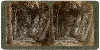 Avenue of coconut palms, Florida, USA, 1891. av George Barker