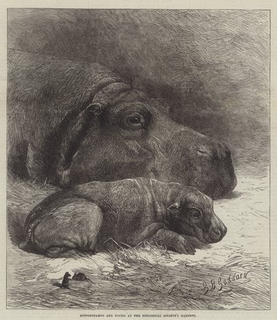 Flodhest og ung ved Zoological Society's Gardens av George Bouverie Goddard