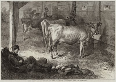 Premie Jersey-kyr på Bath and West of England Agricultural Show i Southampton av George Bouverie Goddard