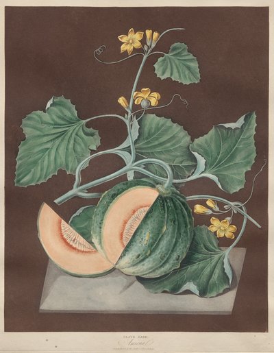 Pomona Britannica: nr. 71 - Amicua (melon) av George Brookshaw
