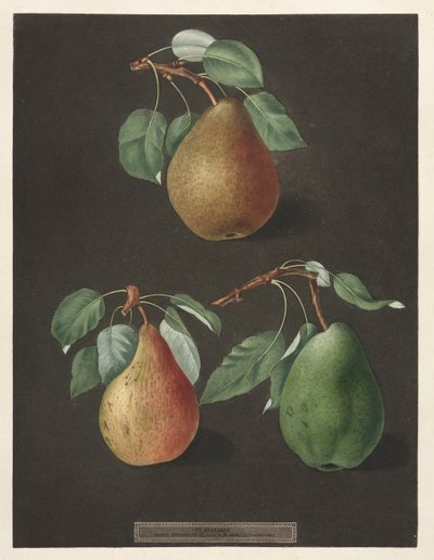 Pomona Britannica: nr. 82 - Pærer, 1807. av George Brookshaw