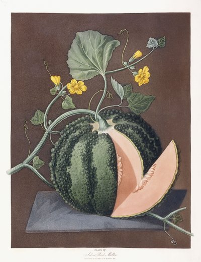 Silver Rock Melon, 1812 av George Brookshaw