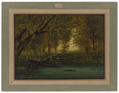 Et alligatorrede av George Catlin