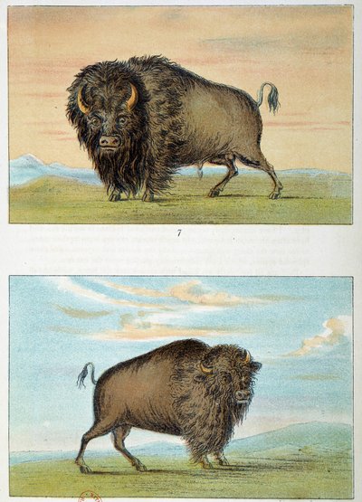 Bison, mann og kvinne, USA. Illustrasjon av George Catlin (1794-1872) av George Catlin