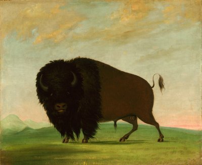 Buffalo Bull, Grazing on the Prairie, 1832-1833. av George Catlin