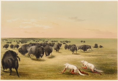 Bøffeljakt under skinnet av den hvite ulven av George Catlin
