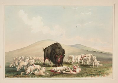 Bøffeljakt, hvite ulver som angriper en bøffelokse, pl. 10 fra North American Indian Portfolio av George Catlin