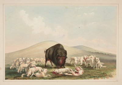 Bisonjakt, hvite ulver angriper en bisontyr, tavle 10 fra porteføljen om nordamerikanske indianere av George Catlin