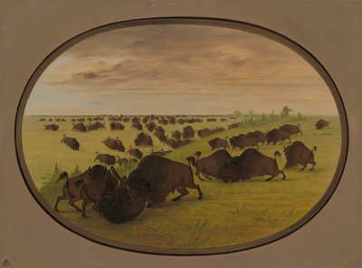 Oksekamp, 18611869. av George Catlin