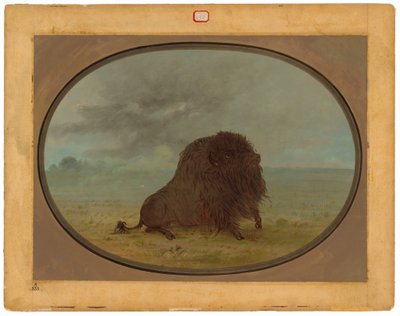 Døende Buffalo Bull av George Catlin