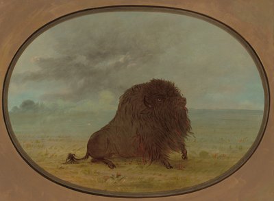 Dying Buffalo Bull, 18611869. av George Catlin