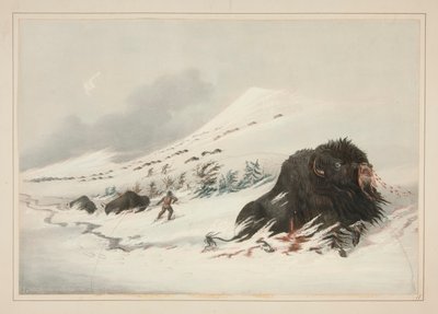 Dying Buffalo Bull, i Snow Drift, pl. 17 fra North American Indian Portfolio av George Catlin