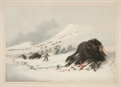 Døende bisonokse i en snøfonn, tavle 17 fra Porteføljen over nordamerikanske indianere av George Catlin