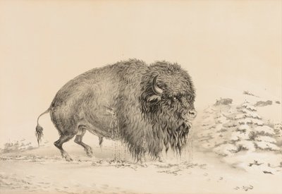  av George Catlin