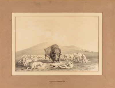  av George Catlin