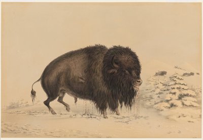 Såret bisonokse av George Catlin