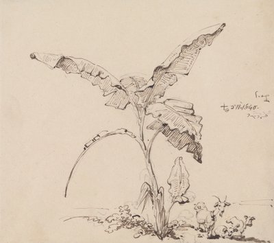 Geiter under et banantre av George Chinnery