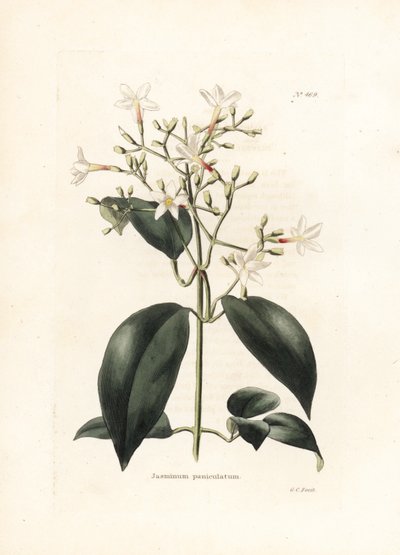Jasmin (Jasminum paniculatum) - Litografi av George Cooke, for det britiske magasinet Conrad Loddiges Botanical Cabinet (1738-1826) av George Cooke