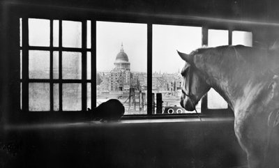 Hest med utsikt over St Paul