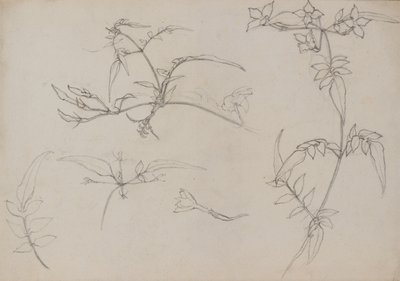 Botanisk tegning av George Dutch Davidson