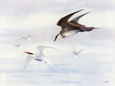Arctic-tern jaget av Arctic-skua (farge litho) av George Edward (after) Lodge