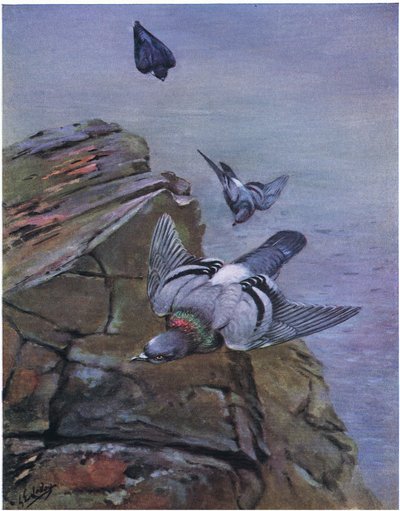 Klippedue (lito) av George Edward Lodge