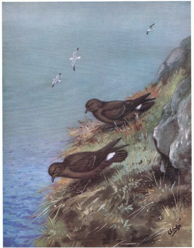 Stormsvale (lito) av George Edward Lodge