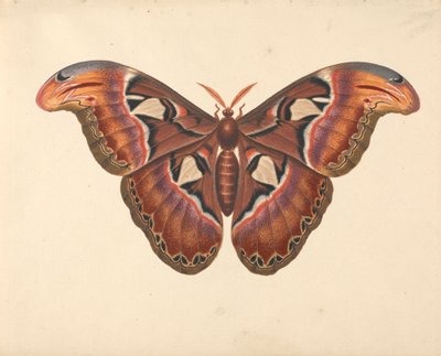 Atlas Moth av George Edwards