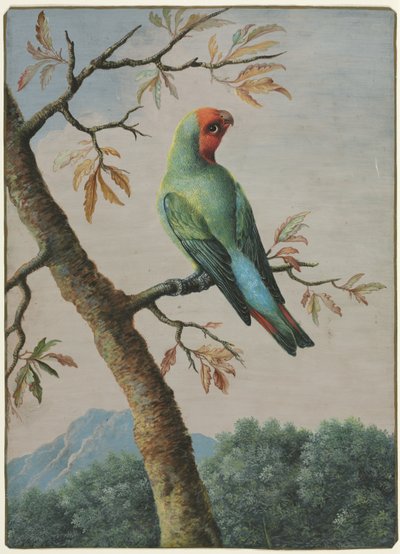 Fuglestudie av George Edwards