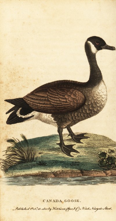 Kanadagås, Branta canadensis., 1800 (gravering) av George Edwards