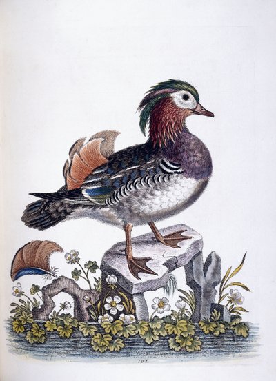 Kinesisk blågrønn, 1746 av George Edwards